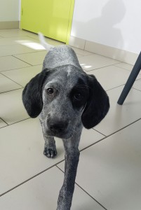 jeune chiot